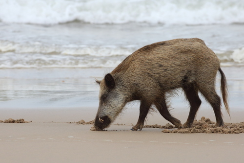 Wild Boar