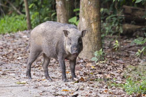 Wild Boar