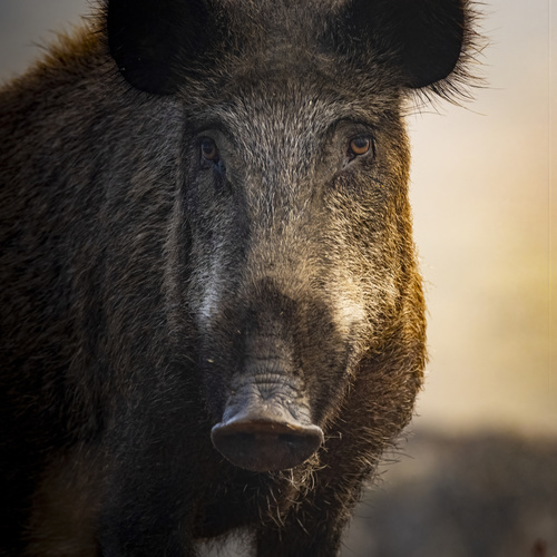 Wild Boar