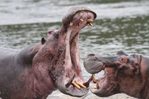 Common Hippopotamus