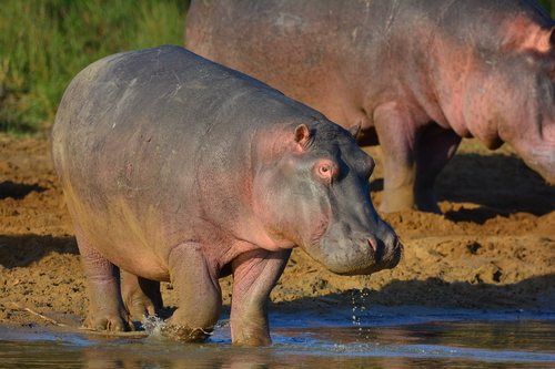 Common Hippopotamus