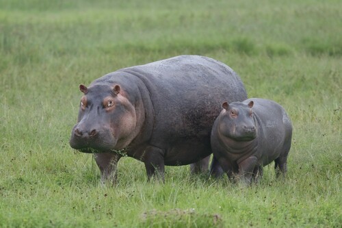Common Hippopotamus