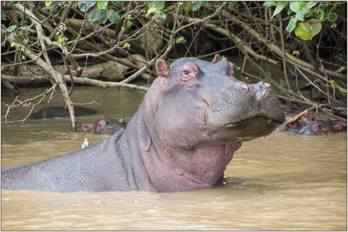 Common Hippopotamus