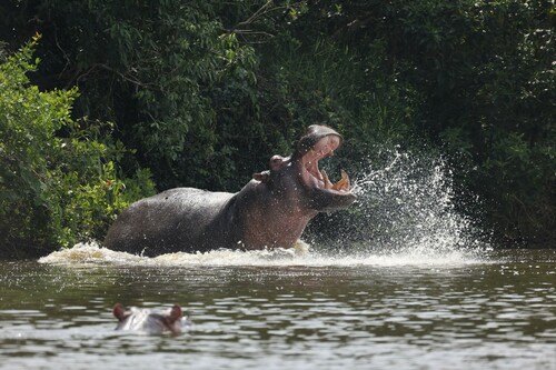 Common Hippopotamus