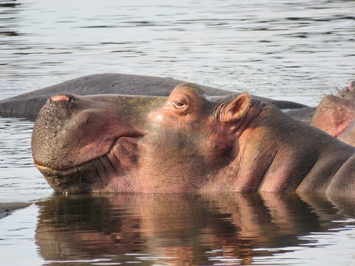 Common Hippopotamus