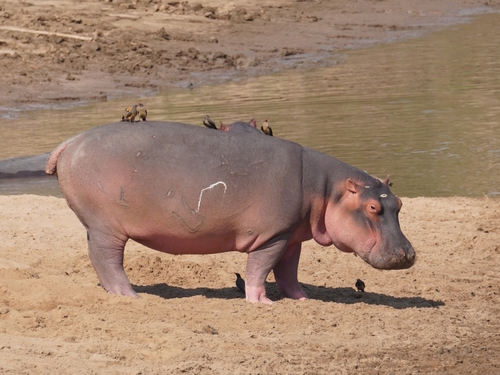 Common Hippopotamus