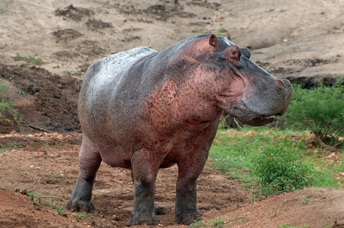 Common Hippopotamus