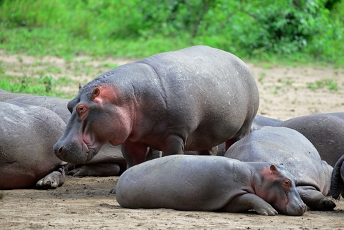Common Hippopotamus