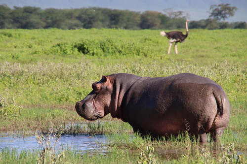 Common Hippopotamus