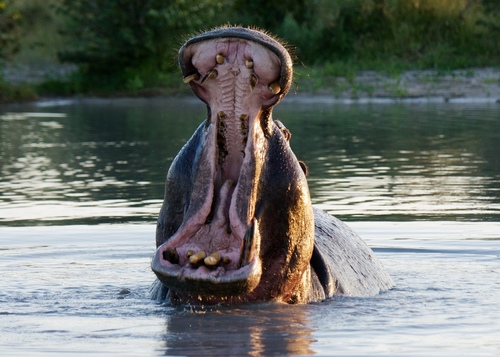 Common Hippopotamus