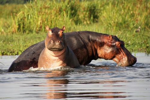 Common Hippopotamus