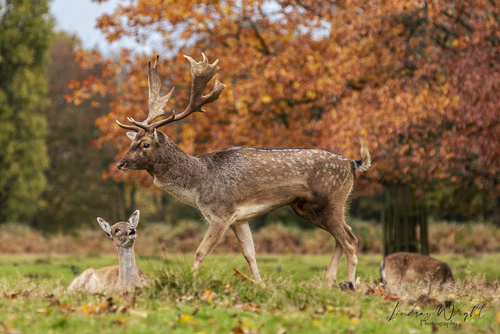 European Fallow Deer