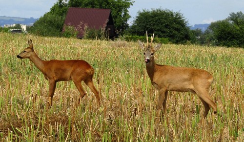 Western Roe Deer