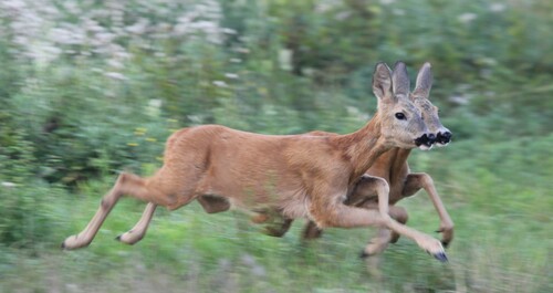 Western Roe Deer