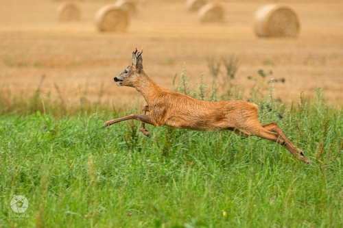 Western Roe Deer