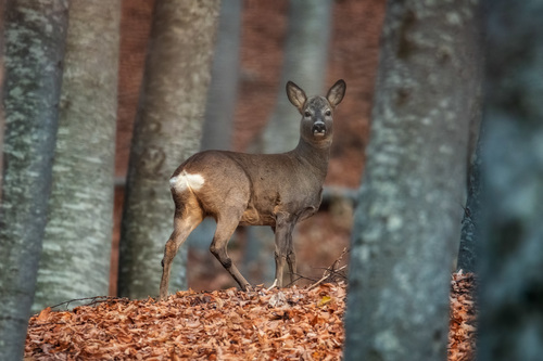 Western Roe Deer