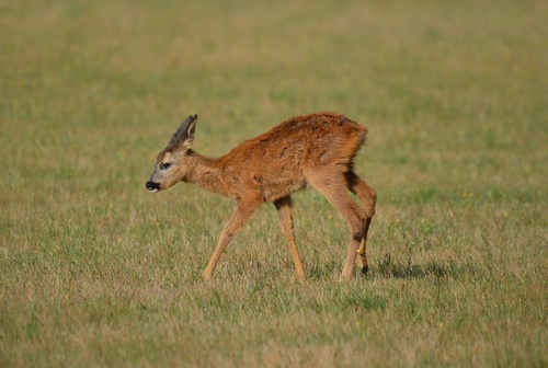 Western Roe Deer