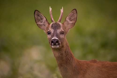 Western Roe Deer