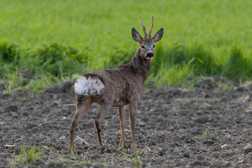 Western Roe Deer