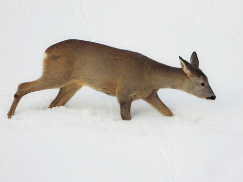 Western Roe Deer