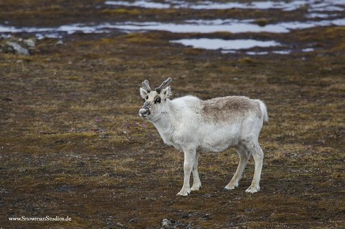 Caribou