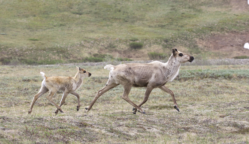 Caribou