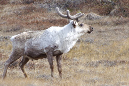 Caribou