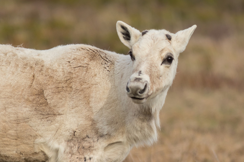 Caribou