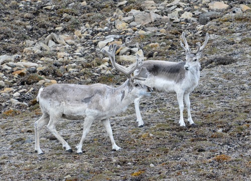 Caribou
