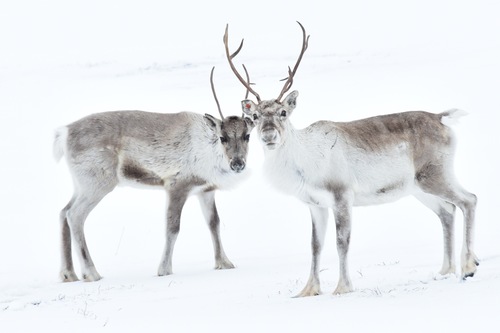 Caribou