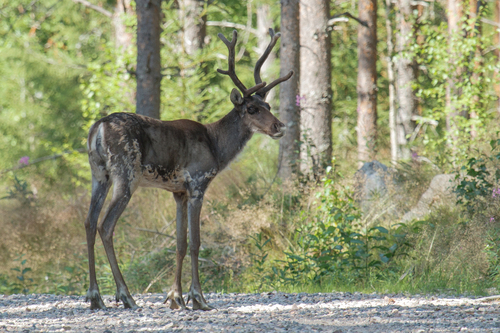 Caribou