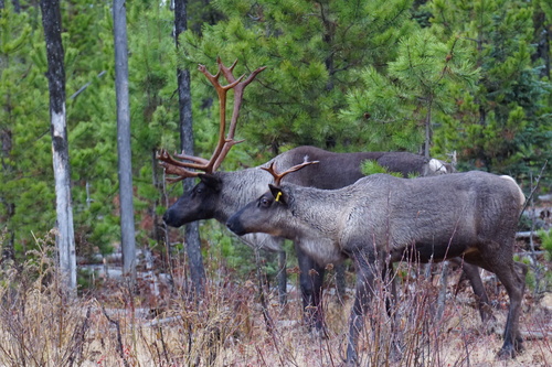 Caribou