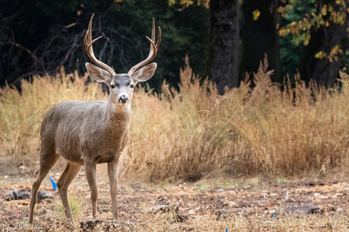 Mule Deer