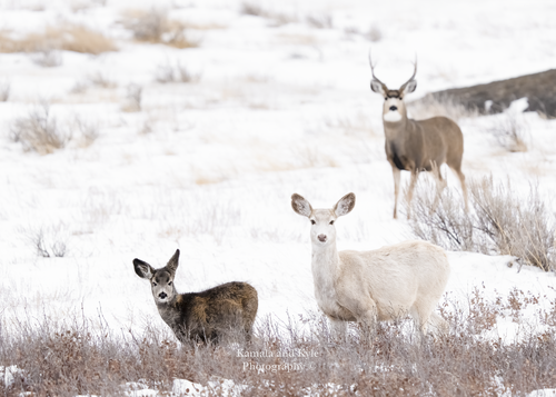 Mule Deer