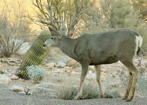 Mule Deer