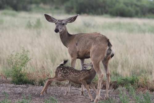 Mule Deer