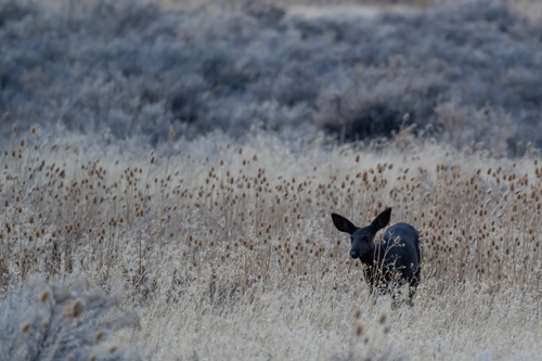 Mule Deer