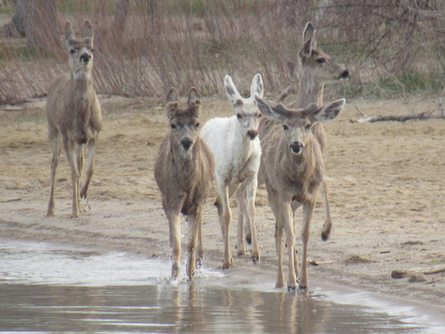 Mule Deer