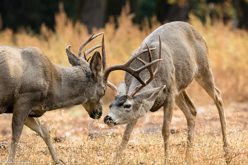 Mule Deer