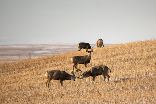 Mule Deer