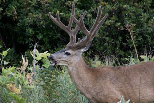 Mule Deer