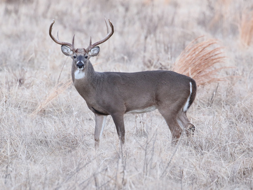 White-tailed Deer