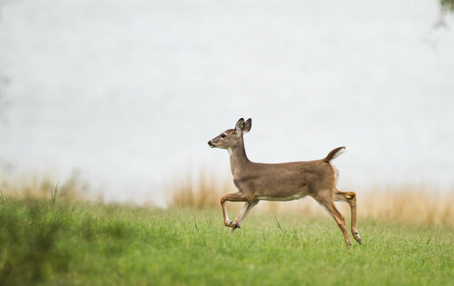 White-tailed Deer