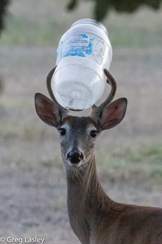 White-tailed Deer