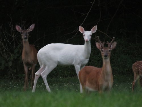 White-tailed Deer