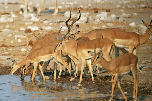 Impala