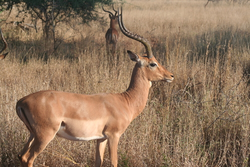 Impala
