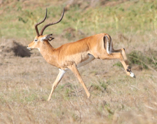 Impala