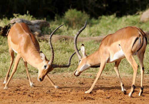 Impala