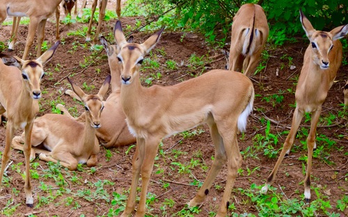 Impala